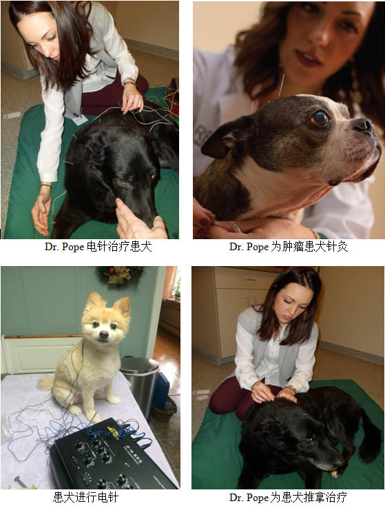 中兽医在犬猫肿瘤上的应用 癌症肿瘤