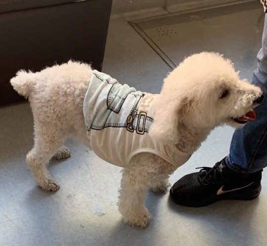 中兽医治疗犬的后肢瘫痪 其它